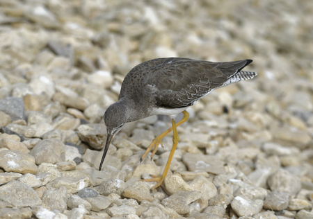 Redshank - Tringa totanus 
Wader bird of marshlandsの写真素材