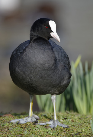 Common Coot - Fulica atra 
Standing on grassの写真素材