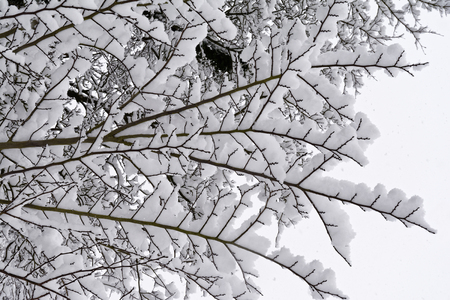 Fresh Falling Snow on Twigs of a Tree 
Avon Gorge, Bristol, UKの写真素材
