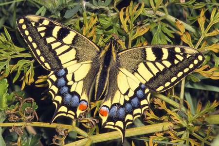 Swallowtail Butterfly - Papilio machaon
At rest wings openの写真素材