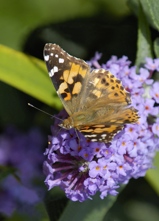 Painted Lady - Vanessa carduiFeeding wings open on Budlia bush
