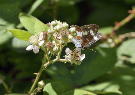 White Admiral - Limenitis camilla
Feeding on Bramble flowerの写真素材