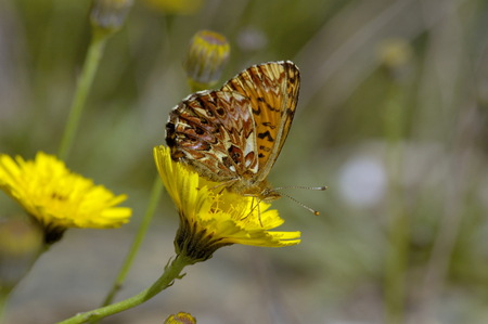 Titania's Fritillary - Titania's Fritillary
Underside, on yellow flowerの写真素材
