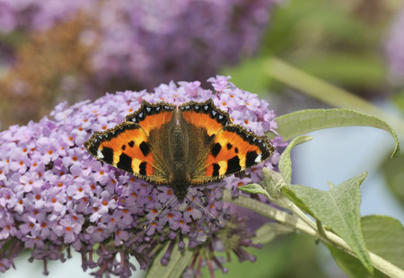 Small Tortoiseshell Butterfly - Aglais urticae
On Buddleja bushの写真素材
