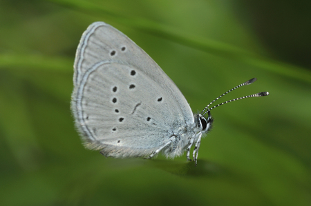 Small Blue Butterfly - Cupido minimusの写真素材