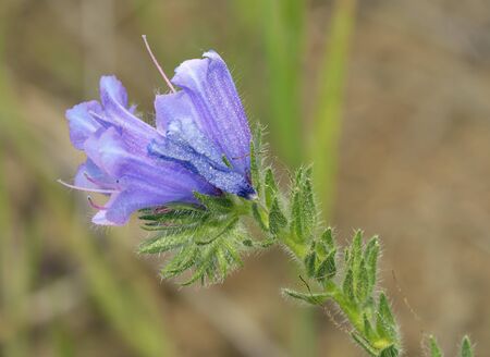 Purple Vipers Bugloss - Echium plantagineum Closeup of flower