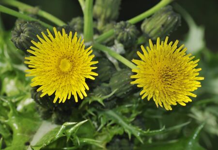Prickly or Rough Sow-thistle - Sonchus asperの写真素材