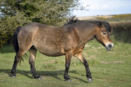 Exmoor Pony walking on Winsford Hill, Exmoorの写真素材