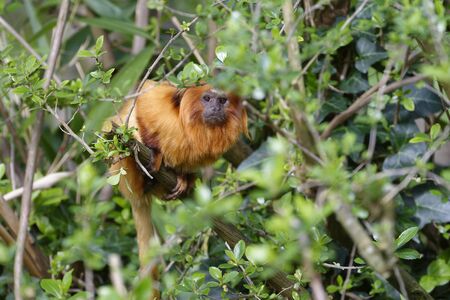 Golden Lion Tamarin - Leontopithecus rosalia 
Rare New World Monkey from Atlantic Brazil Coast