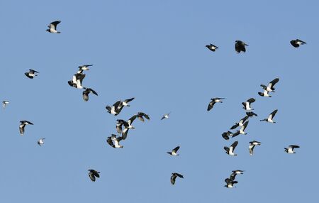 Flock of Lapwing - Vanellus vanellus, and Dunlin - Calidris alpina
in flightの写真素材