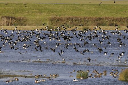 Flock of Lapwing in flight - Vanellus vanellus