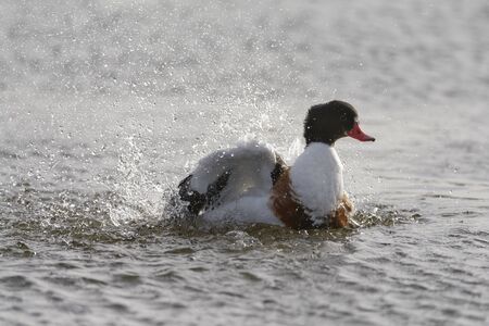 Common Shelduck - Tadorna tadorna Juvenile Splashing in water