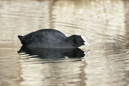 Common Coot - Fulica atra 
Bird on water with gold reflectionsの写真素材