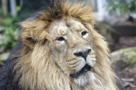 Asiatic Lion - Panthera leo persica 
Rare Indian sub-speciesの写真素材
