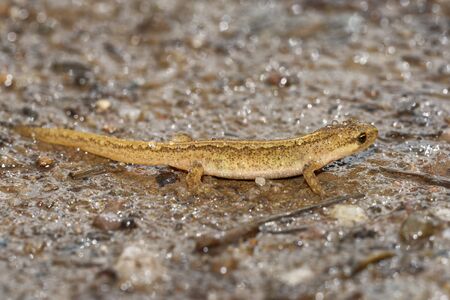 Palmate Newt - Lissotriton helveticus 
on very wet highland trailの写真素材