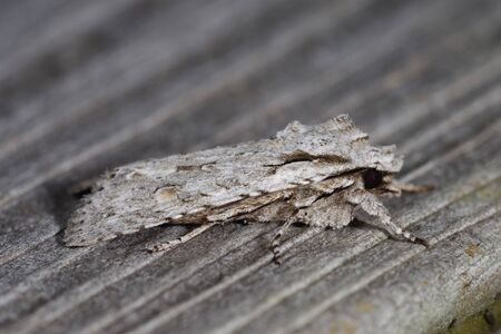 Grey Shoulder-knot Moth - Lithophane ornitopus lactipennis at rest on fenceの写真素材