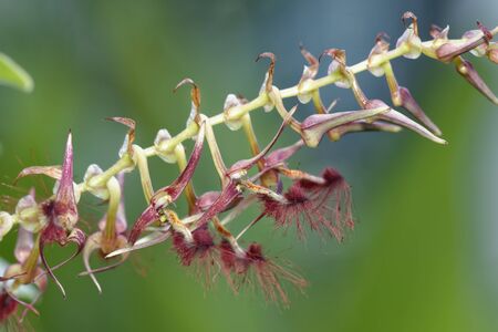 Bearded Bulbophyllum Orchid - Bulbophyllum barbigerum Epiphyte from West Africa