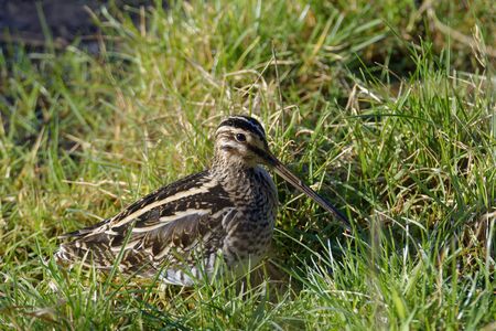 Common Snipe - Gallinago gallinago  Bird in grassの写真素材