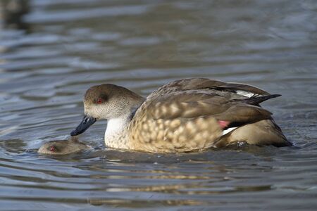 Patagonian Crested Duck - Lophonetta specularioides specularioides Pair mating