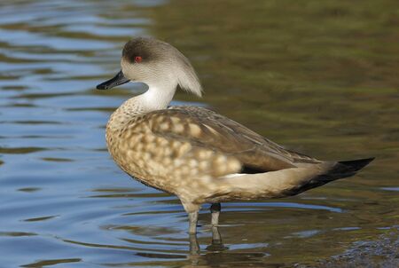 Patagonian Crested Duck - Lophonetta specularioides specularioidesFrom Southern Chile, Southern...