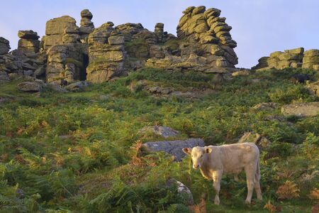 Early Morning Sun on Hound Tor, Dartmoor, Devonの写真素材