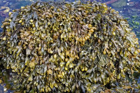 Spiral Wrack Seaweed - Fucus spiralis, with some Channelled Wrack - Pelvetia canaliculata Isle of...