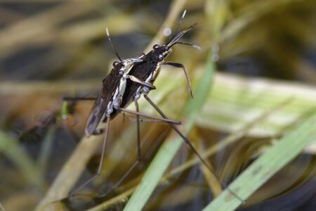 Common Pond Skater - Gerris lacustris Mating pair