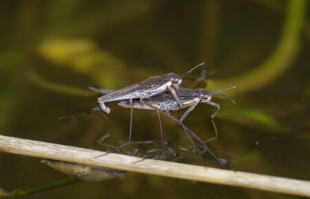 Common Pond Skater - Gerris lacustris Mating pairの写真素材