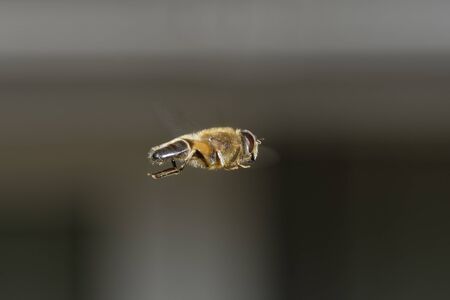 Hoverfly - Eristalis pertinax 
Male in flightの写真素材