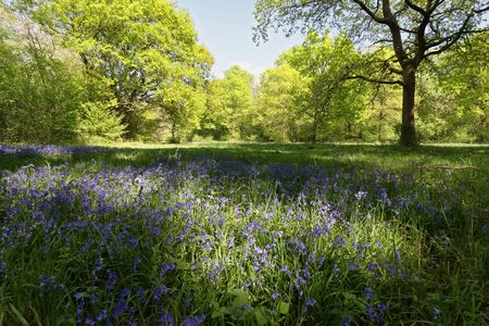 Woodland Glade with Bluebells - Hyacinthoides non-scriptus 
Lower Woods, Gloucestershireの写真素材