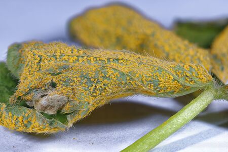 Sorrel or Oxalis Rust Fungus - Puccinia oxalidis on underside of leaf of Pink Sorrel - Oxalis...