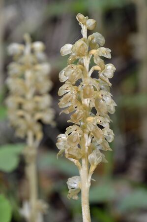 Bird's Nest Orchid - Neottia nidus-avisSaprophytic Orchid の写真素材