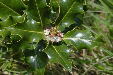 Common Holly - Ilex aquifolium 
Leaves & flowersの写真素材