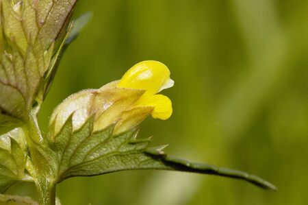 Yellow Rattle - Rhinanthus minor