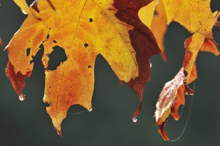 Norway Maple - Acer platanoides'Crimson Sentry' Autumn leaf