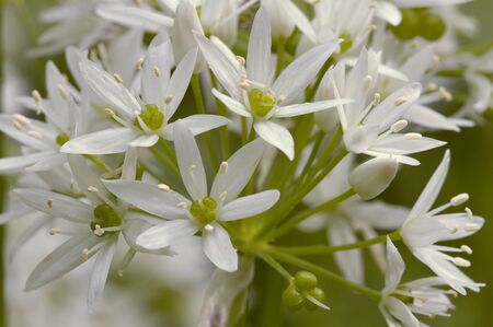 Ramsons - Allium ursinum