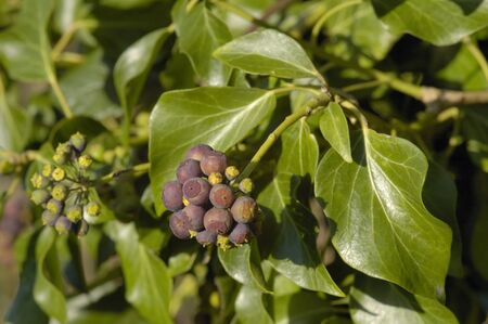 Ivy Fruit - Hedera helix
Cluster of berries, with leaves

の写真素材