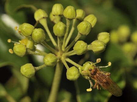 Ivy flowers - Hedera helixWith Yellow Dung Fly - Scathophaga stercoraria