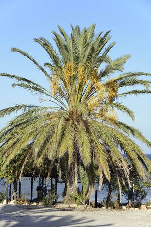 Date Palm - Phoenix dactylifera
On Cyprus coast in Novemberの写真素材