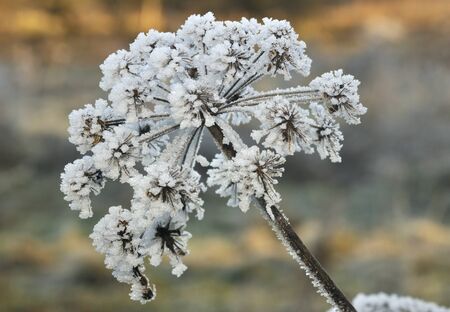 Haw Frost on Umbellier Seeds