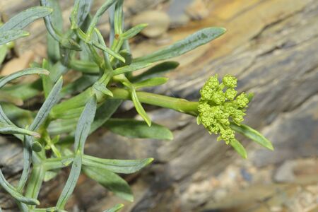 Rock Samphire - Crithmum maritimumSea Shore Plantの写真素材