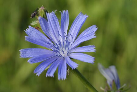 Chicory - Cichorium intybus
Tall Blue Grassland Flowerの写真素材