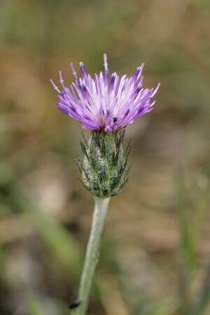 Silver Thistle - Carduus argentatus 
Closeup of flowerの写真素材