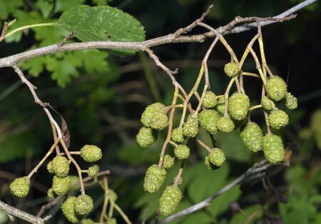 Grey Alder Cones - Alnus incanaの写真素材