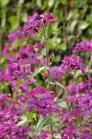 Honesty flowers & seeds - Lunaria annua