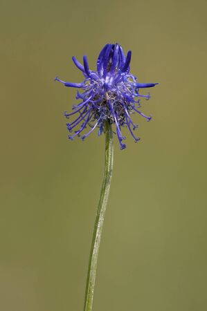 Round-Headed Rampion - Phyteuma orbiculareの写真素材