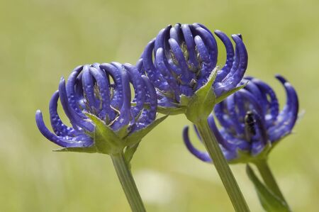 Round-Headed Rampion - Phyteuma orbiculareの写真素材