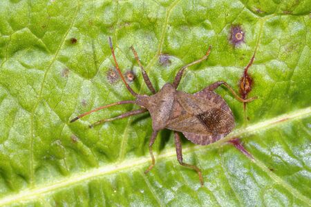 Dock Bug or Squash Bug - Coreus marginatus on leaf