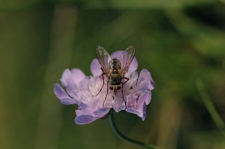 Fly on Small Scabious - Scabiosa columbariaの写真素材