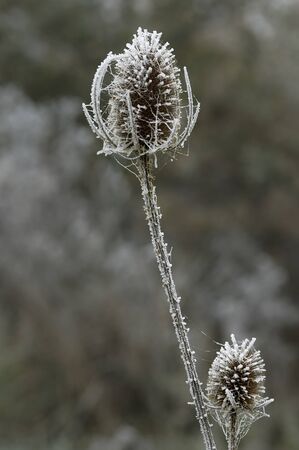 Frost on Teasel Seed Headの写真素材